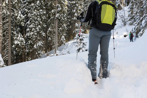 Caminante femenina caminando en un bosque de invierno
. - Foto, Imagen