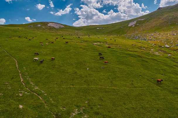 Cows in green amountain fields at summer - Фото, изображение