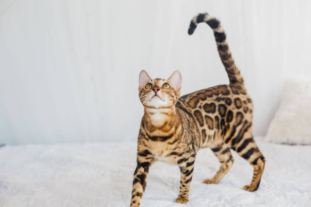 Bengal cat brown spotted - Photo, Image