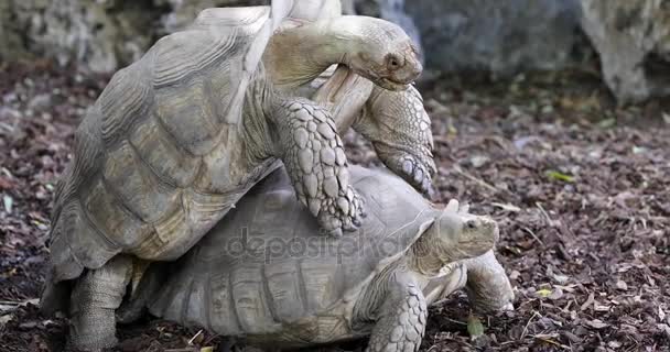 Schildkrötenpaar macht Liebe - Filmmaterial, Video