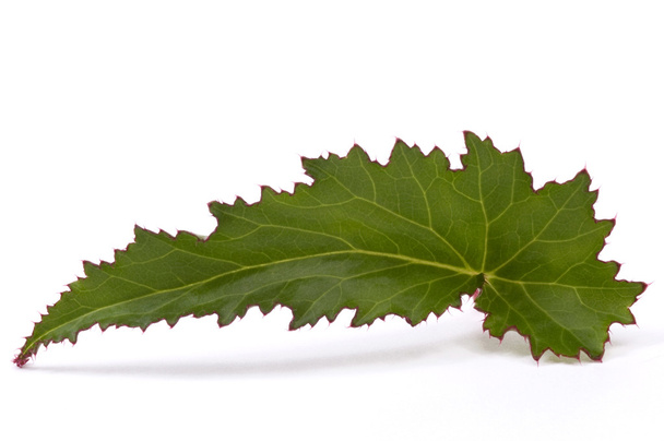 Begonia leaf - Photo, Image