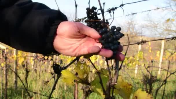 Druiven van het wijnstokras in de hand. Wijn teler controleert druiven van de wijnstok. Druiven van de wijnstok voor ijs wijn. - Video