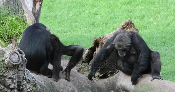 Chimpanzee family resting in nature - Felvétel, videó
