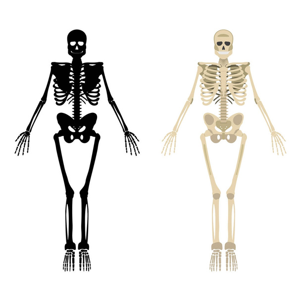 Значок скелета. Человеческий скелет с лицевой стороны Силуэт. Изолирован на белом фоне. Векторная иллюстрация
 - Вектор,изображение