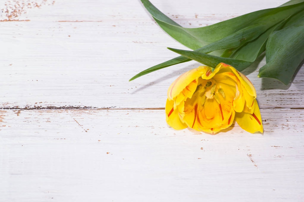 Yellow tulip, spring background for women's day - 8 march or card for mother's day - Φωτογραφία, εικόνα