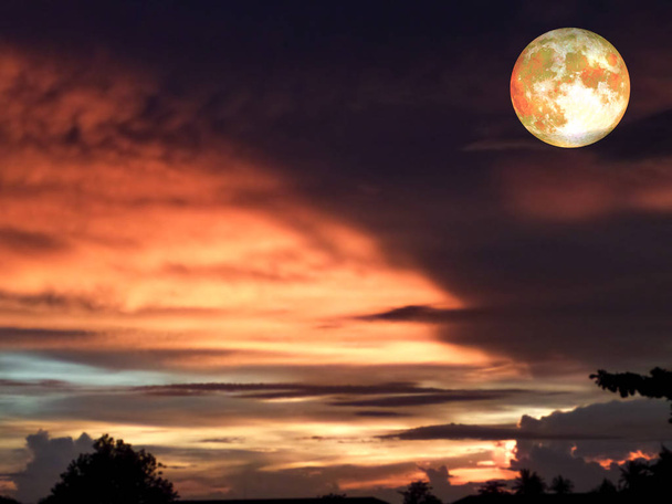 volle maan goud kleur zwevend over silhouet plant en boom - Foto, afbeelding