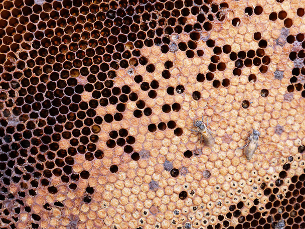 forest bee hives - Photo, Image