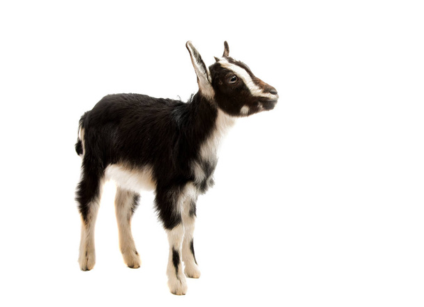 black and white goat isolated  - Photo, Image