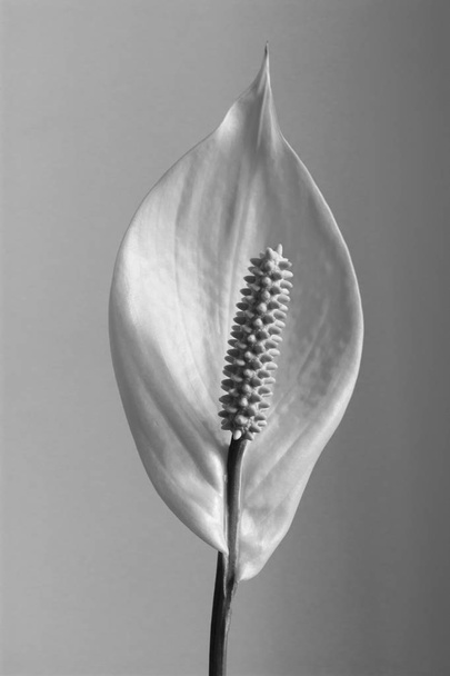 Kamerplant - Spathiphyllum floribundum (Peace Lily) - Foto, afbeelding