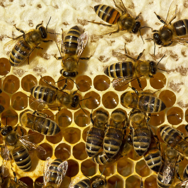 Méhek szoros méz  - Fotó, kép