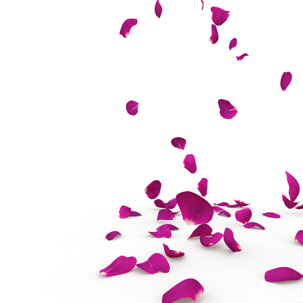 Pétalos de rosa violeta caen al suelo
 - Foto, imagen