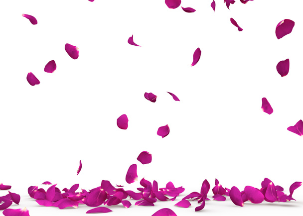 Фиолетовые лепестки роз падают на пол
 - Фото, изображение