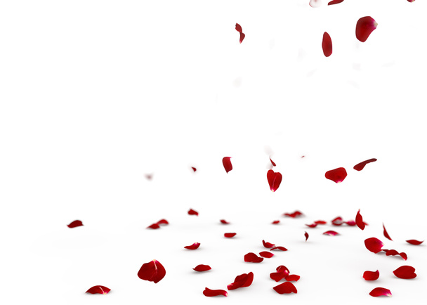 Pétalos de rosa roja caen al suelo
 - Foto, Imagen