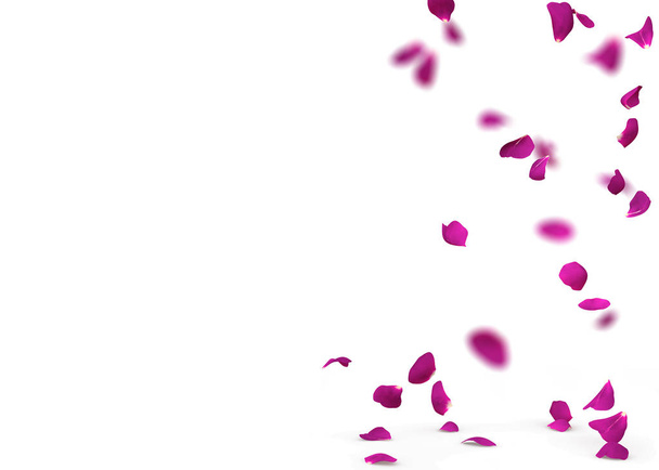 Pétalos de rosa púrpura caen al suelo
 - Foto, imagen