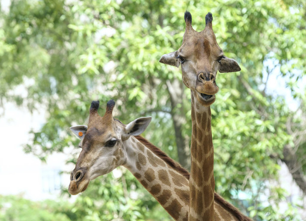 Portrait d'une girafe au cou long et à la tête drôle aide l'animal à trouver de la nourriture sur les branches hautes pour les aider à survivre dans le monde naturel
. - Photo, image