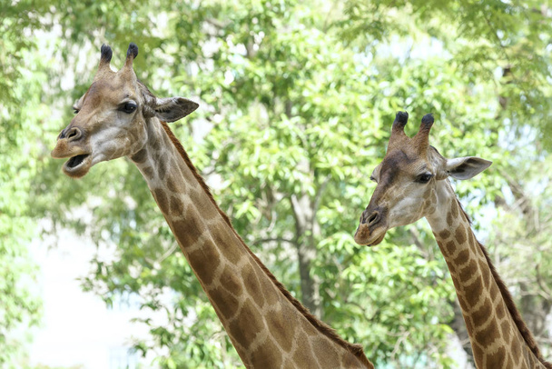 Retrato de una jirafa con cuello largo y cabeza divertida ayuda al animal a encontrar alimento en las ramas altas para ayudarles a sobrevivir en el mundo natural
. - Foto, Imagen