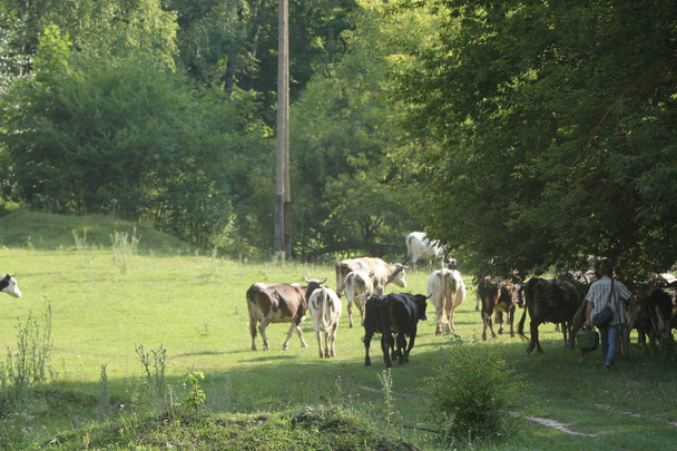 Красива і ідилічна зелена трава з великою рогатою худобою, що щасливо пасеться
. - Фото, зображення