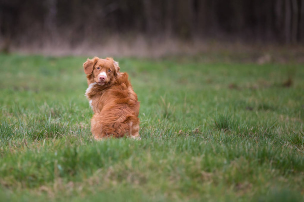 Портрет собаки породы Новая Шотландия Утка Толлинг ретривер
 - Фото, изображение