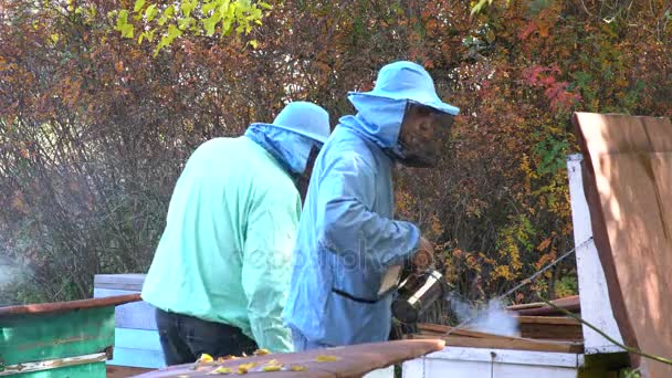 Um apicultor inspeciona uma colmeia de abelhas antes de bombear mel dos favos de mel
. - Filmagem, Vídeo