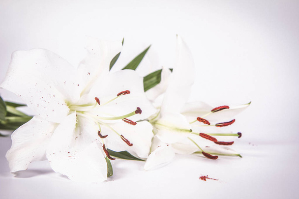 White lily on a white background - Foto, imagen