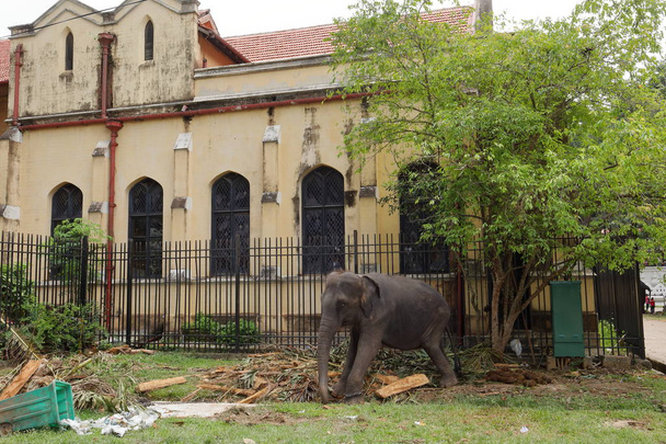Temple elephants from Kandy in Sri Lanka - Photo, Image