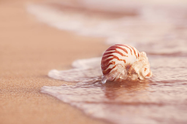 seashell nautification on sea beach
  - Фото, изображение