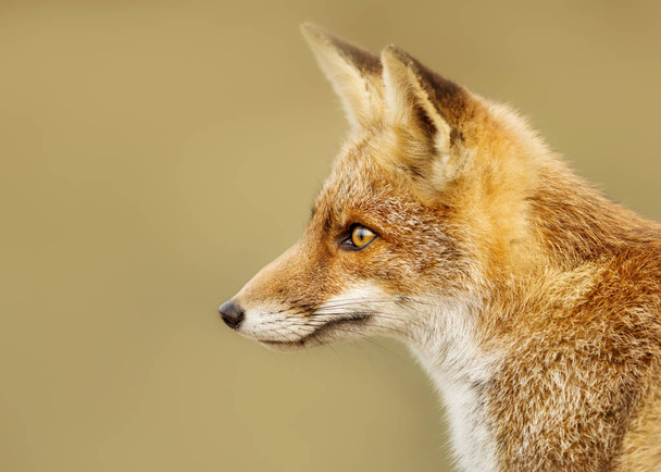 明確な背景でオランダの若い赤狐のクローズ アップ. - 写真・画像