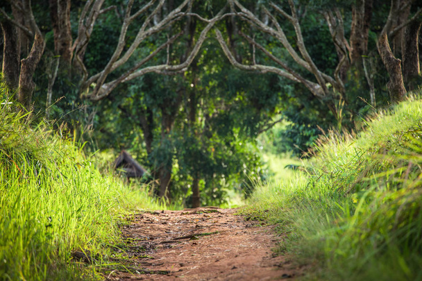Walkway inside tropical forest surrounded by tree and grass - Photo, Image