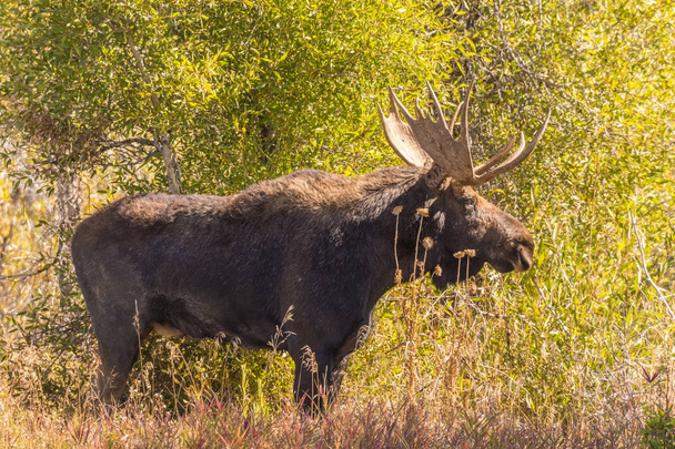 een stier shiras eland tijdens de herfst bronst in Wyoming - Foto, afbeelding