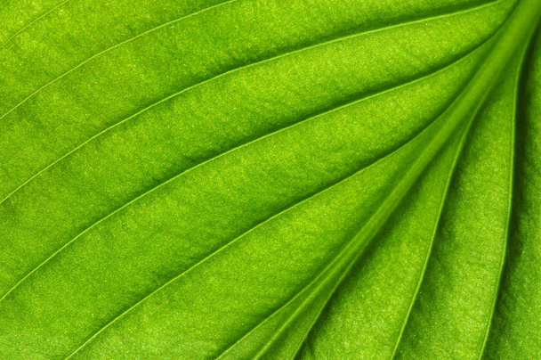  Textura de hoja verde
 - Foto, Imagen