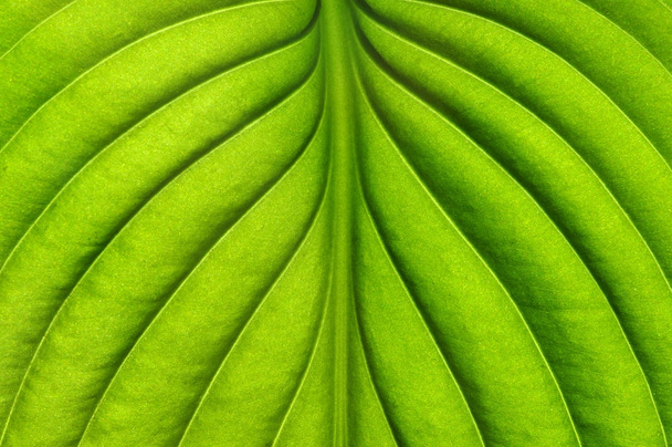  groene blad textuur - Foto, afbeelding