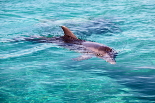 dauphin en mer Rouge, Eilat. Israël
 - Photo, image