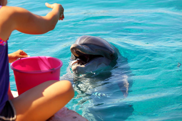 femme nourrit un dauphin souriant dans une eau
. - Photo, image