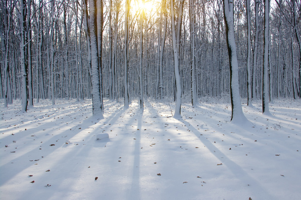 Coucher de soleil dans la forêt hivernale - Photo, image
