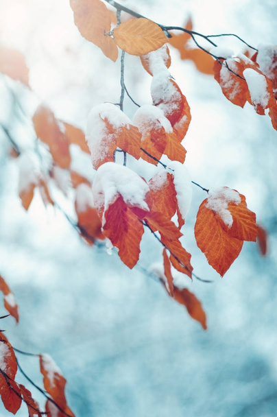 Tarih Pzr karda sarı yapraklar - Fotoğraf, Görsel