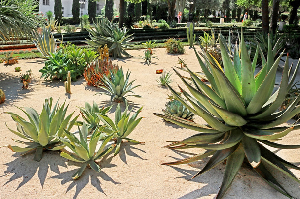 Бахайській сади включати області з Кактуси, yuccas і агави - Фото, зображення