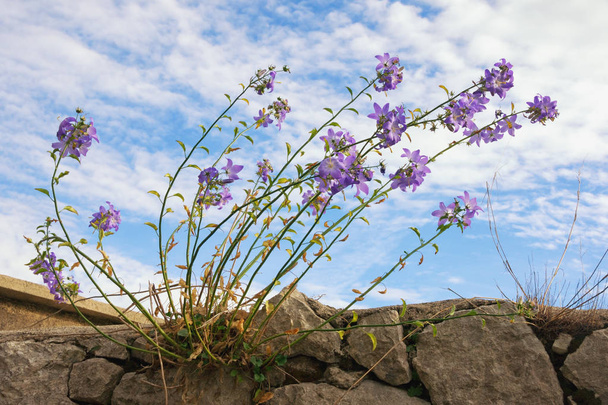 Gökyüzü bir duvarın üzerinde çiçek açması bellflowers (Campanula) - Fotoğraf, Görsel