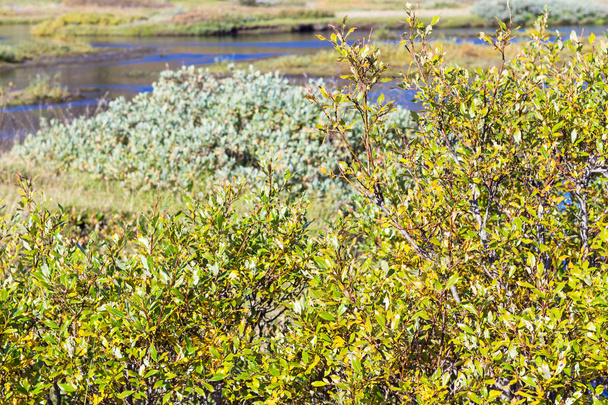 green riverbank of Oxara river in Thingvellir - Photo, Image