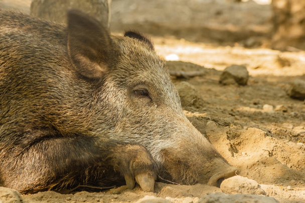 close-up of a wild boar - 写真・画像
