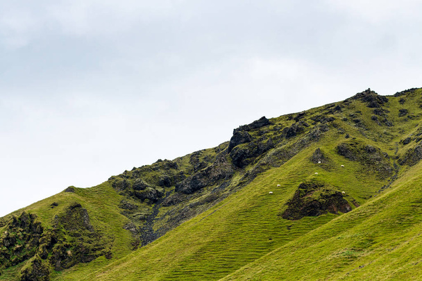 pendio verde di montagna con pecore icelandiche
 - Foto, immagini