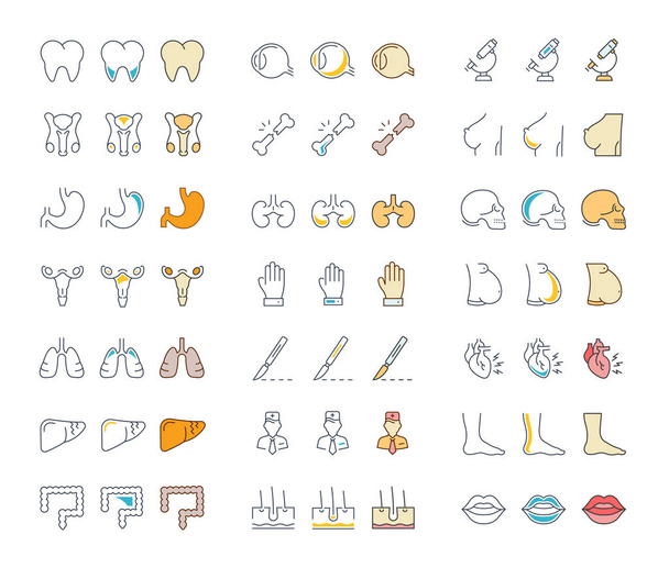Set of Line Icons of Anatomy and Physiology - Vector, Image