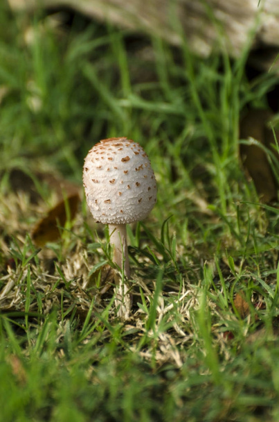 незрелый гриб с зонтиком, стоящий прямо с утренней росой, сверкающей на солнце
 - Фото, изображение