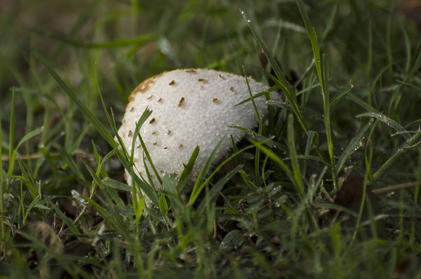 Toadstool penché dans l'herbe
 - Photo, image