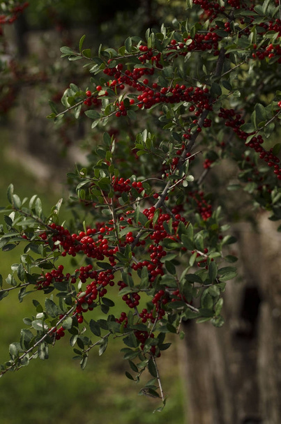 Hawthorn berries ripen on the branch in early morning light - Photo, Image