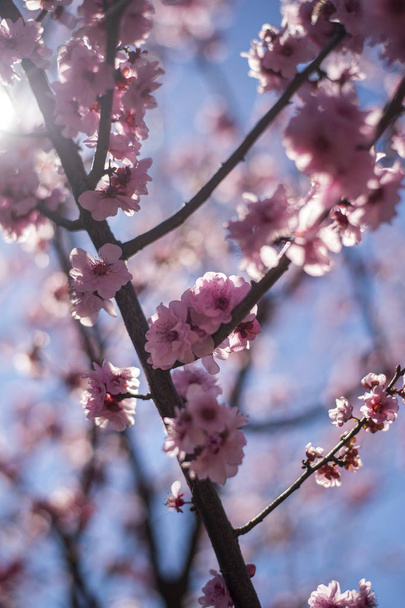 青空と桜の花 - 写真・画像