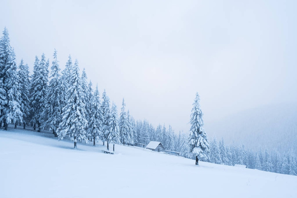 Snowy winter in a mountain forest - Foto, afbeelding