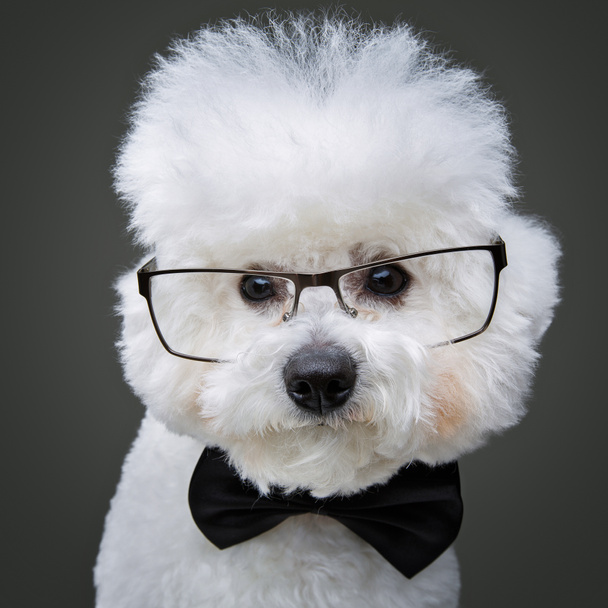 beautiful bichon frisee dog in bowtie and glasses - Fotoğraf, Görsel