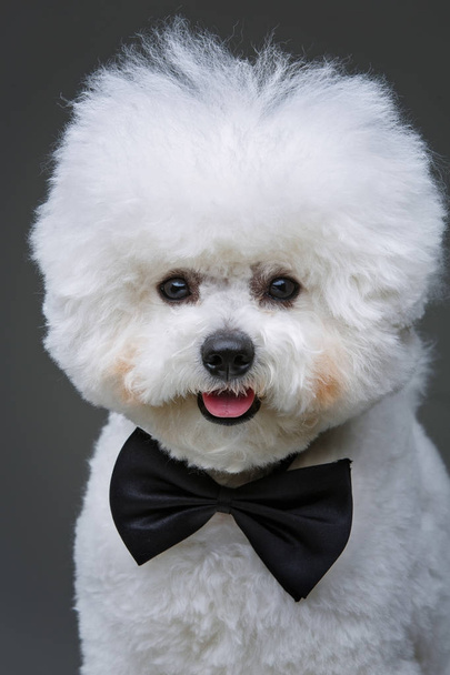 hermoso perro bichon frisee en corbata
 - Foto, imagen