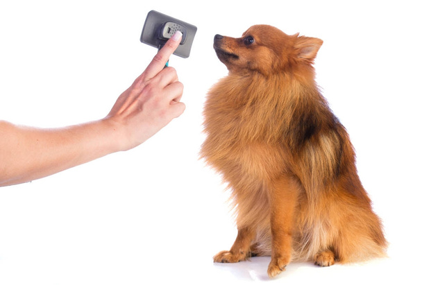 Lovely caramel-colored dog is brushed - 写真・画像