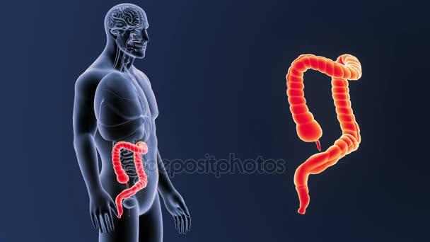 Large intestine zoom with anatomy. - Footage, Video